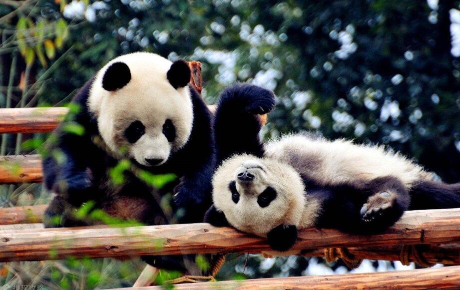 大熊貓為什麼是國寶