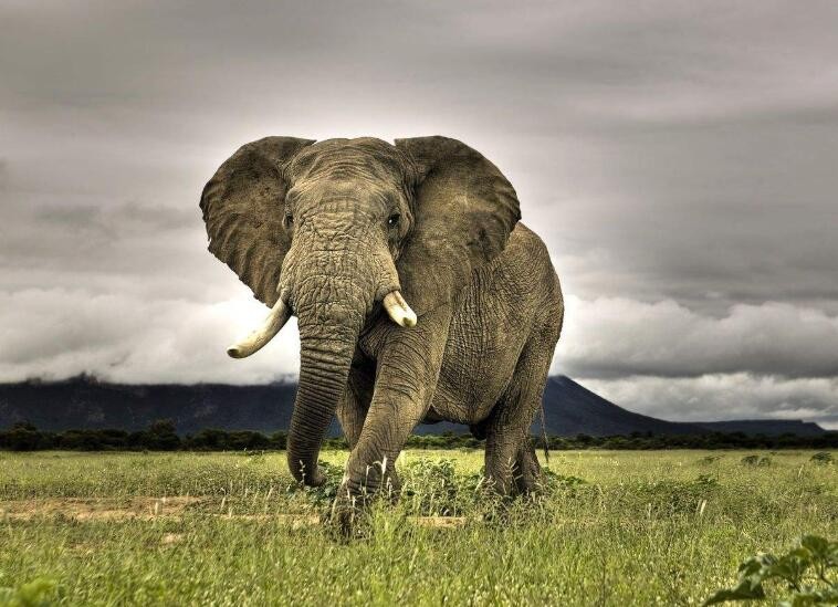 為什麼大象的耳朵這麼大