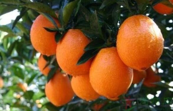 臍橙怎麼挑選比較甜