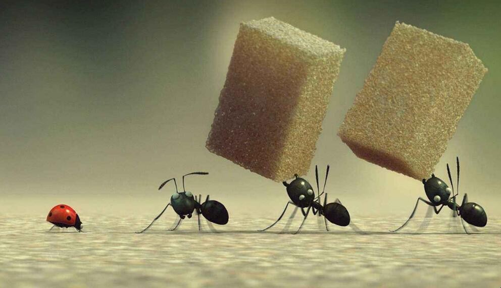怎麼去除傢中螞蟻