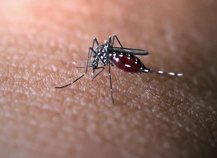 怎樣才能更強的驅蚊子