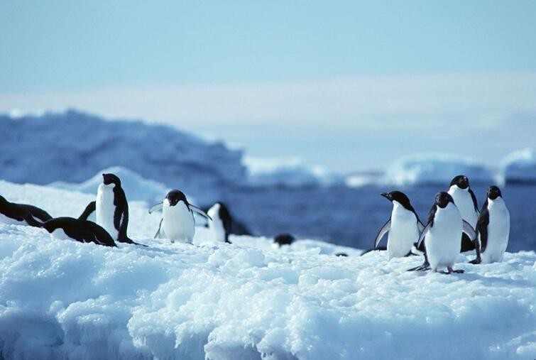 北極和南極哪個更冷