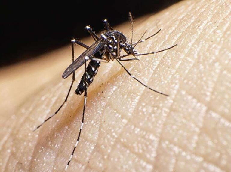 夏季如何更好的驅蚊防蟲