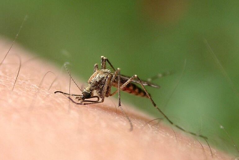 驅蚊方法有哪些