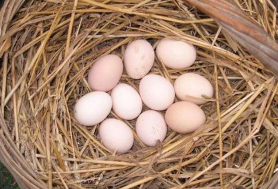 未出生的雞蛋能吃嗎