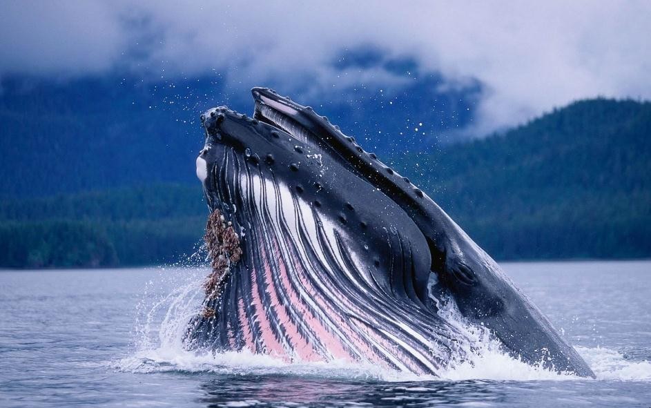 海洋裡最大的動物是什麼
