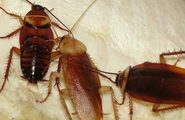 蟑螂能踩死嗎