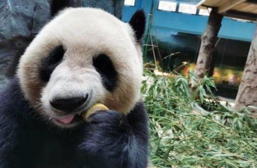 大熊貓吃什麼食物