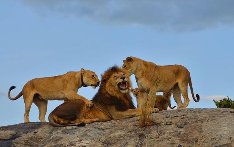 獅群狩獵是雄獅還是雌獅