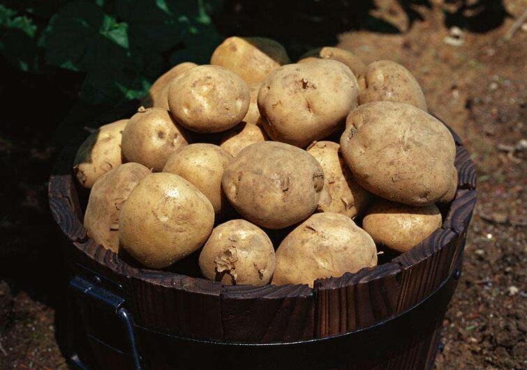 夏季土豆怎樣保存時間最長