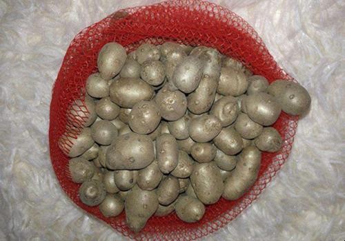 山藥豆是山藥的種子嗎