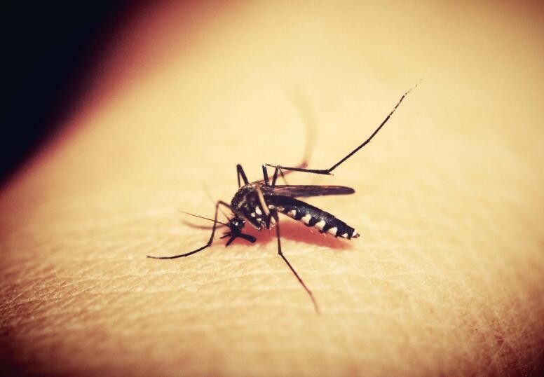 最有效殺蚊子的小妙招有什麼
