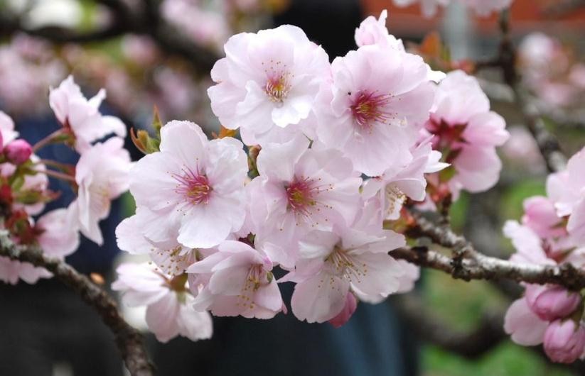 廣西地區適合種植櫻花嗎