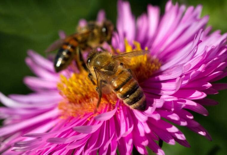 蜜蜂一般幾月分蜂