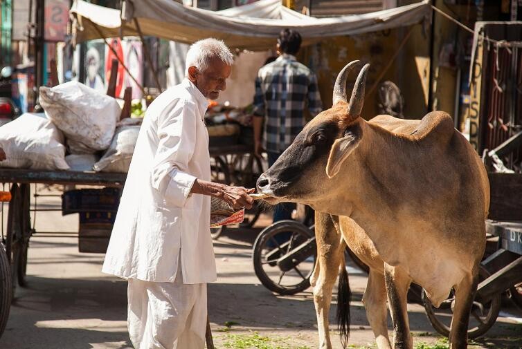 印度人為什麼對牛如此喜愛和尊敬