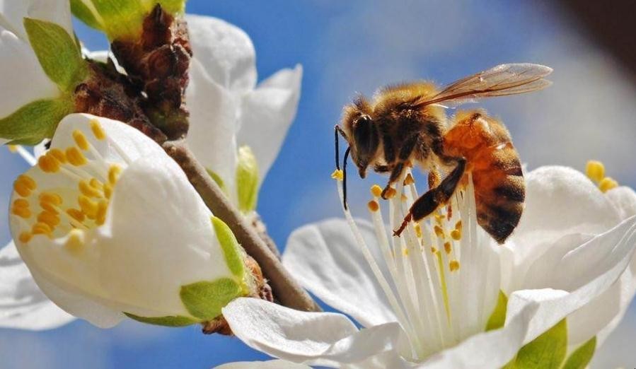 蜜蜂為什麼會發出嗡嗡的響聲