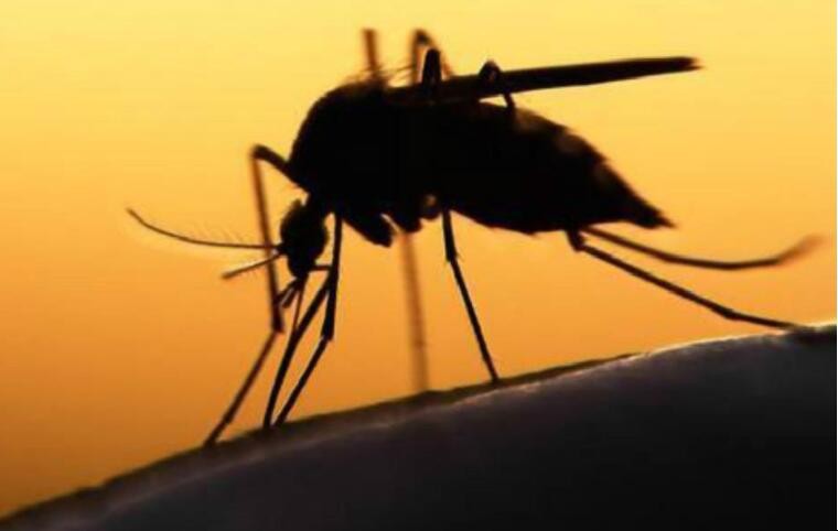 如何驅蚊最有效又安全