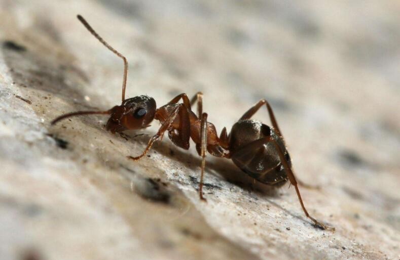 怎麼防止螞蟻進入傢裡