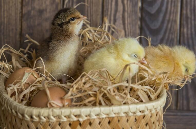 孵化小雞出殼有什麼禁忌