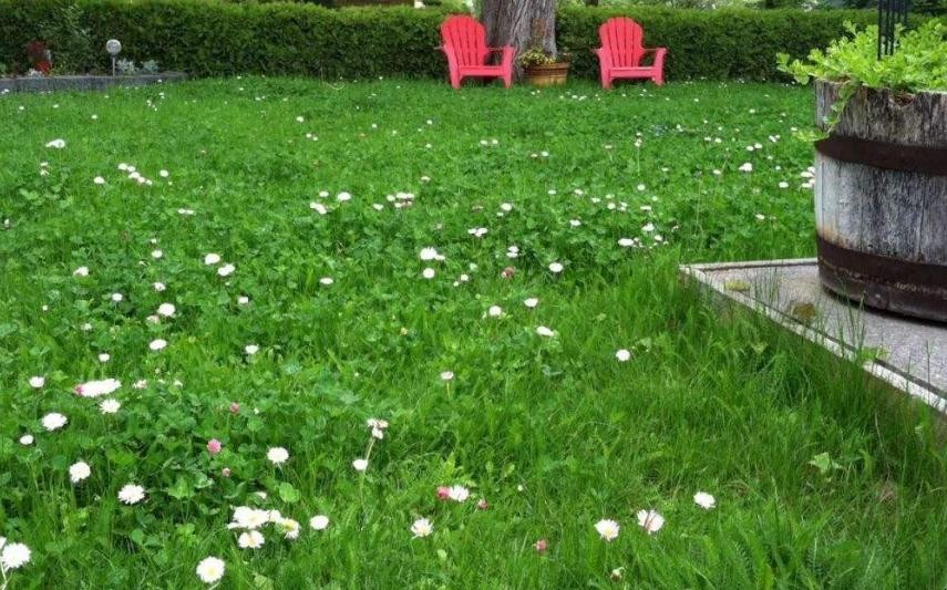 草坪的最佳施肥時期在什麼時候