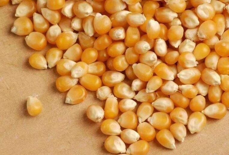 包衣玉米種子能晾曬嗎