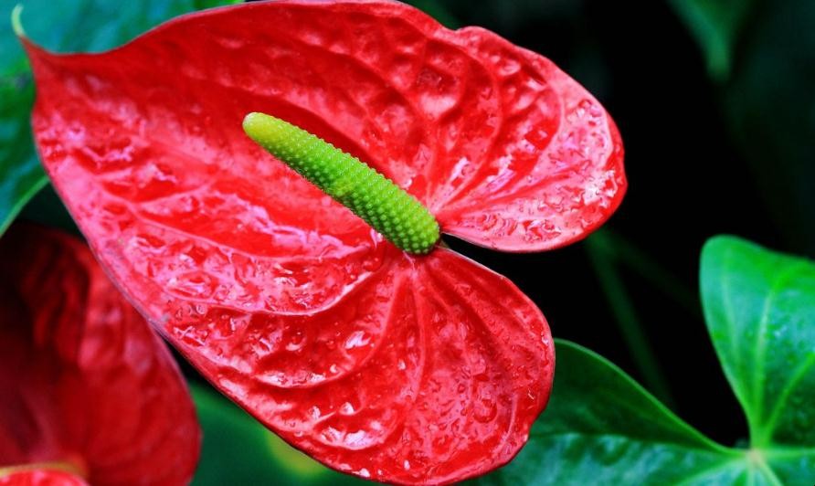 紅掌的花逐漸變綠的原因是什麼