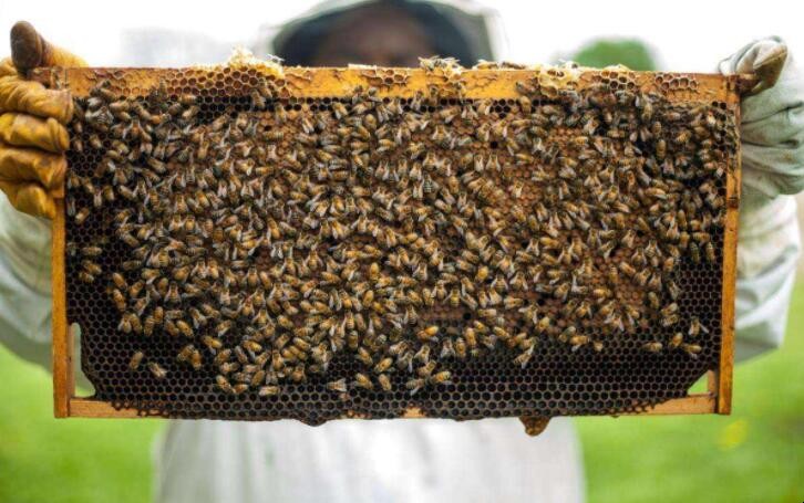 蜜蜂合群的最佳方法是什麼