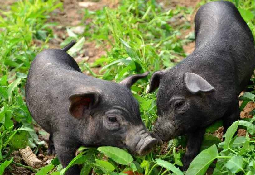 世界上的豬有多少個品種