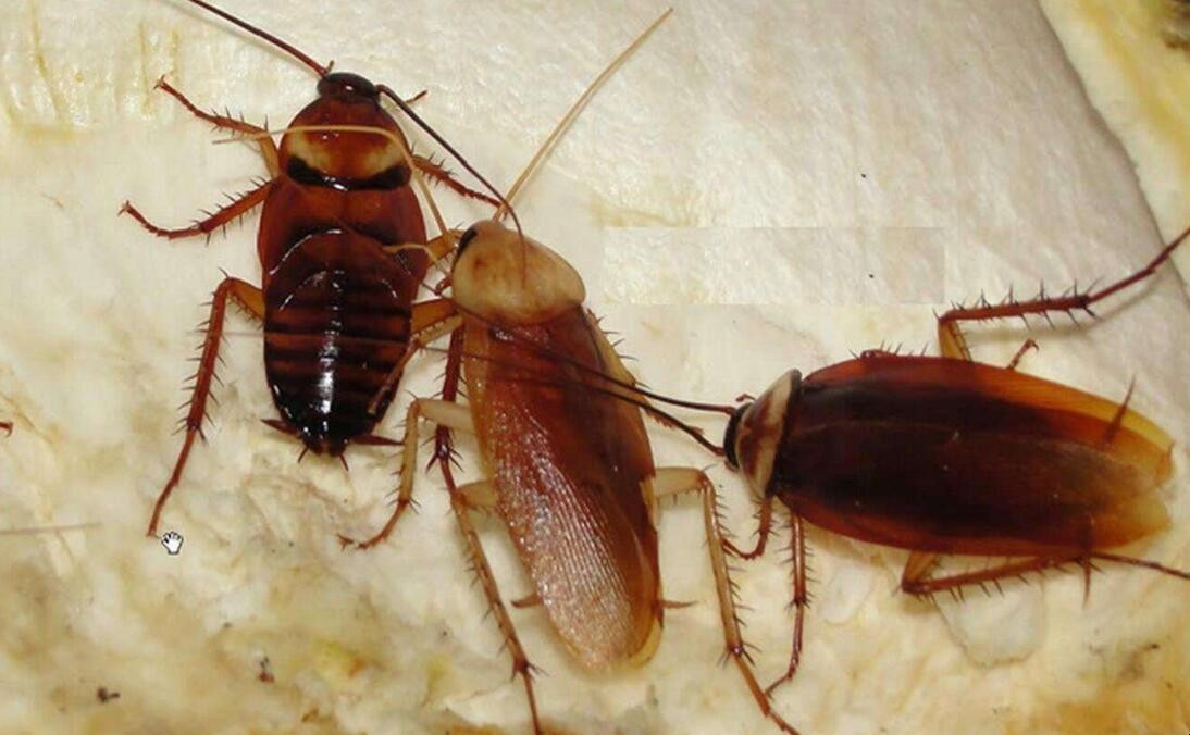 滅蟑螂的土辦法有哪些