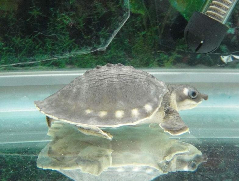 可以深水養殖的烏龜有哪些