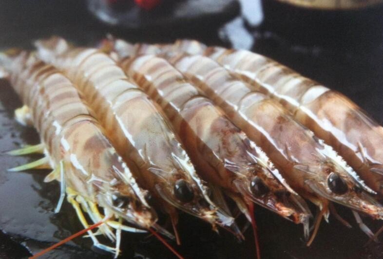 蝦的收捕方法有哪些