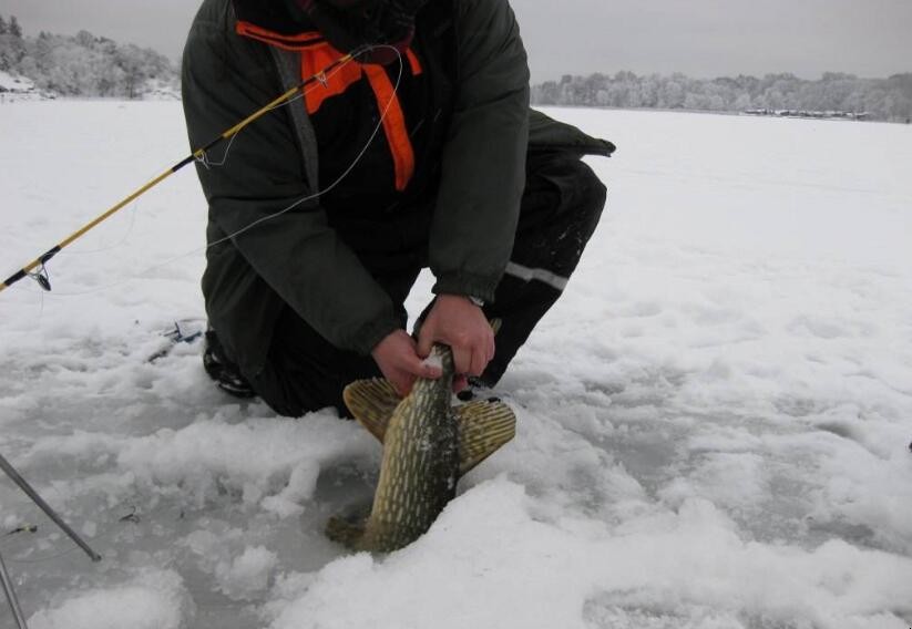 東北冬季怎麼釣魚