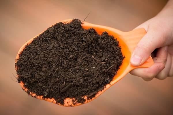 土壤殺蟲卵的最好方法是什麼