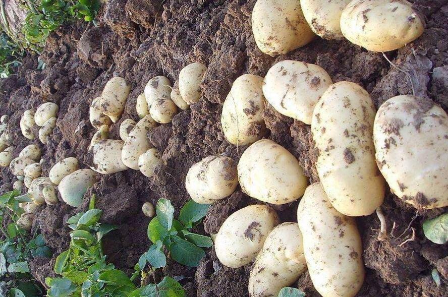 土豆一般多長時間發芽
