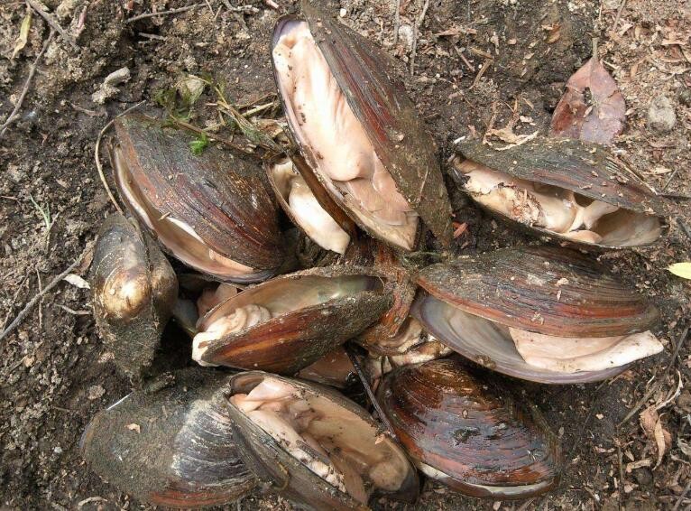 河蚌無底沙能養殖嗎