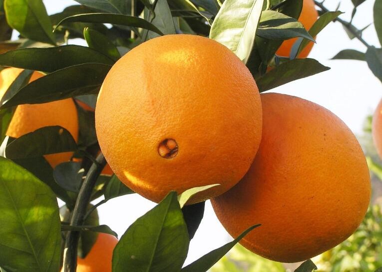 種植臍橙的方法是什麼