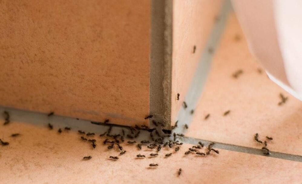 驅蟻有什麼小妙招