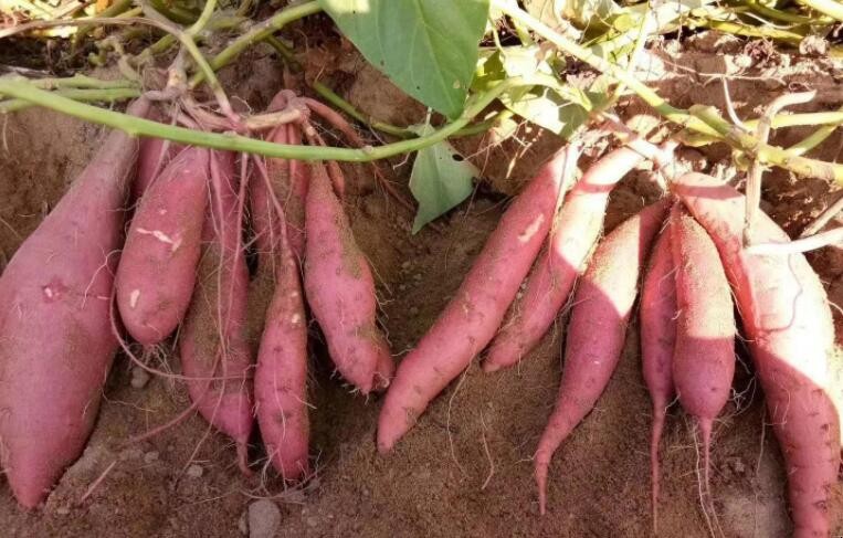 西瓜紅紅薯的生長特性是什麼