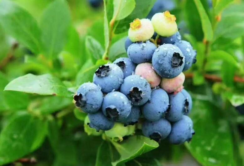 藍莓的種子可以種嗎