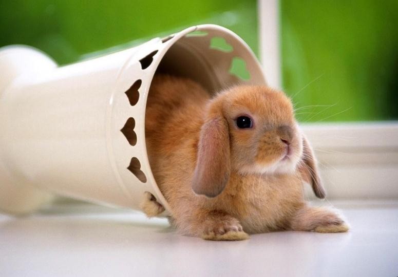 兔子如何養殖才長得快