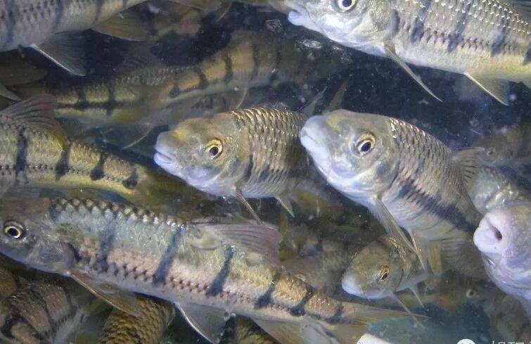 小溪石斑魚養殖方法是什麼