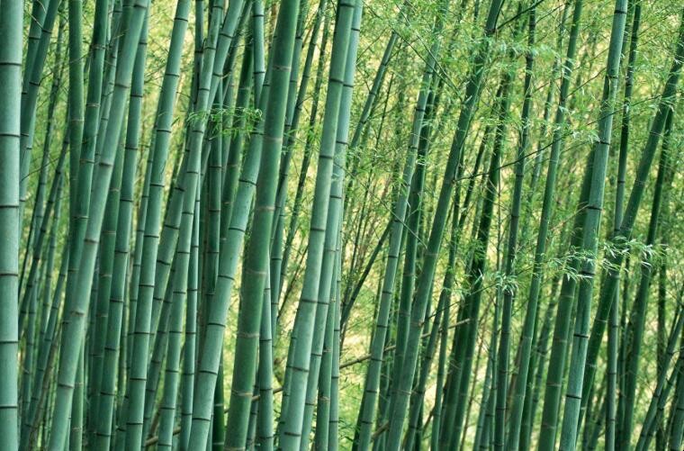 怎樣種植箭竹