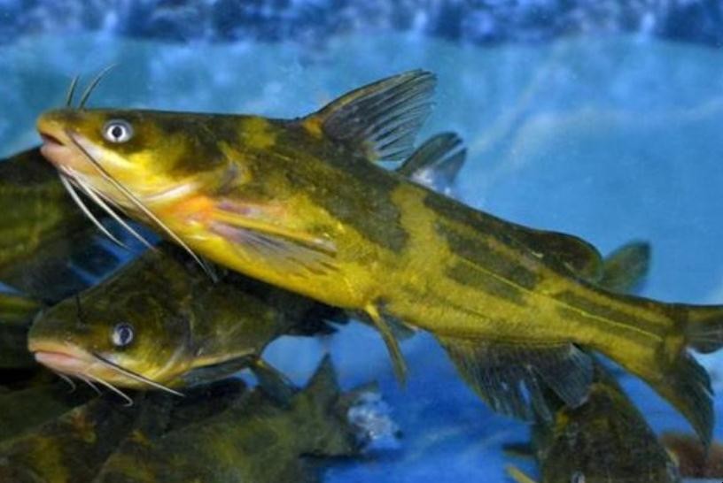 黃顙魚怎麼養殖