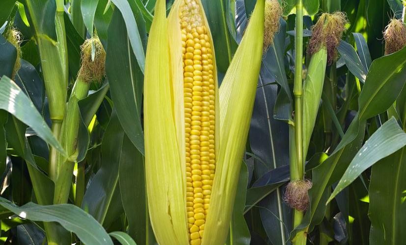 玉米什麼時候種植最好