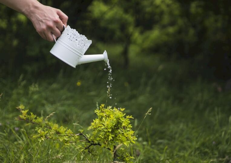 養花如何正確澆水