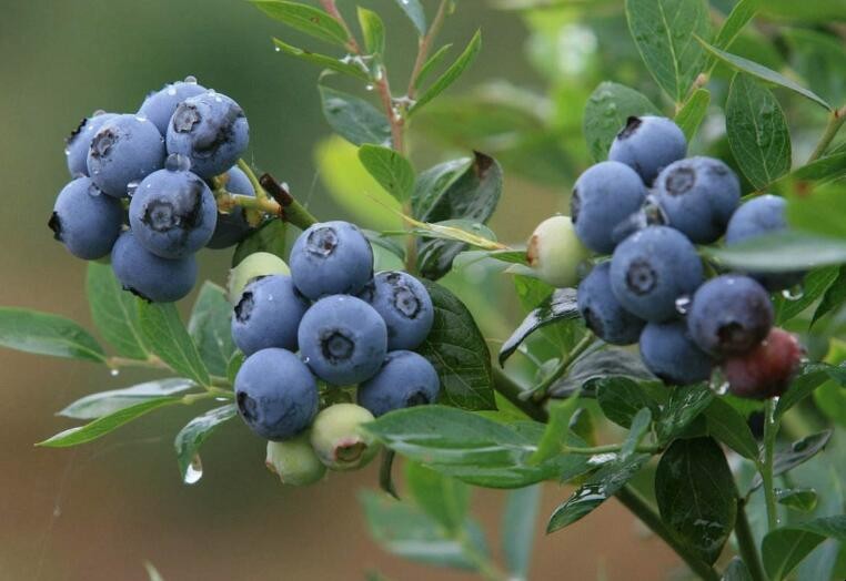藍莓種植適合什麼地方