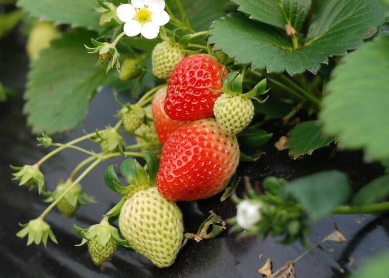 草莓定植後怎麼管理