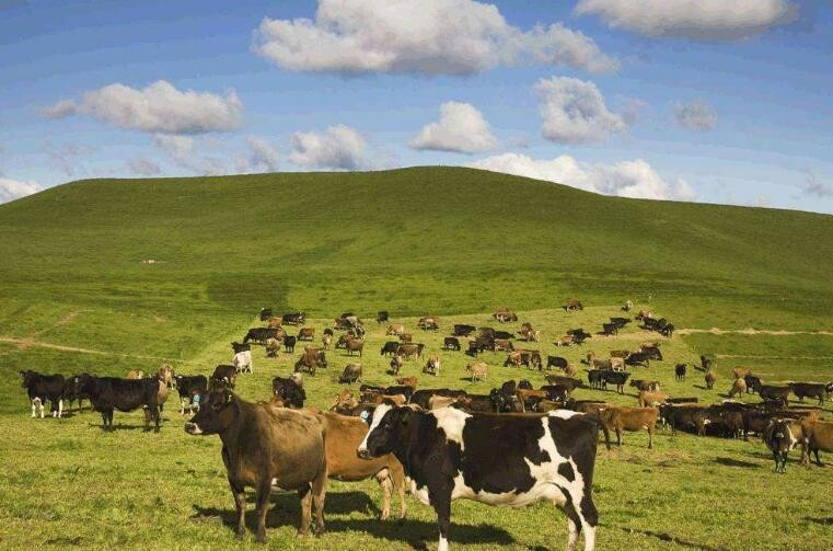 澳大利亞發展畜牧業的有利條件