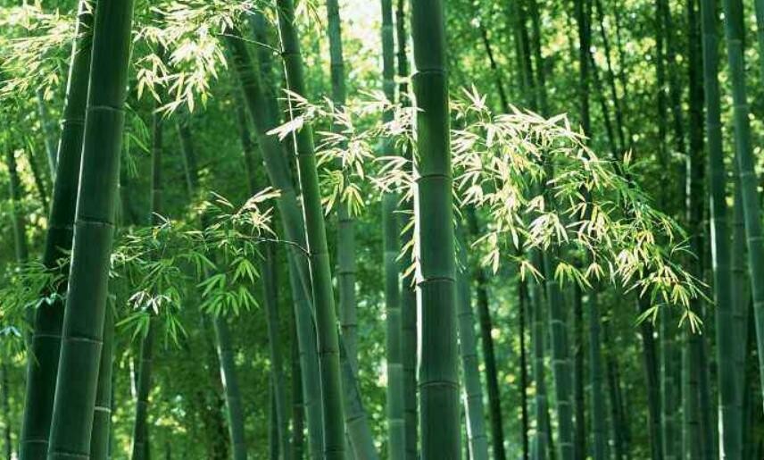 竹子精神品質有哪些