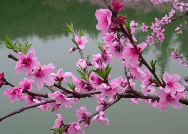 桃花樹枝能種活嗎